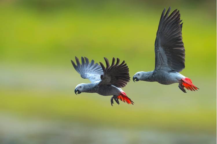 African Grey Parrot