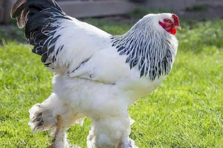Ayam Brahma