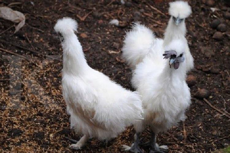 Ayam Kapas