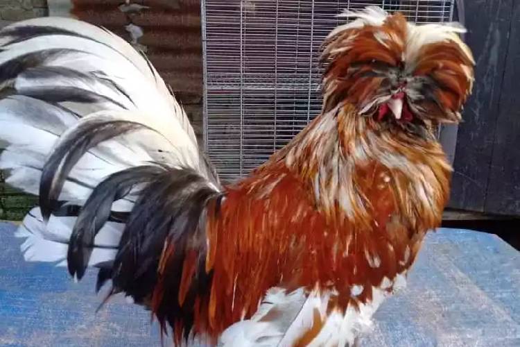 Ayam Poland