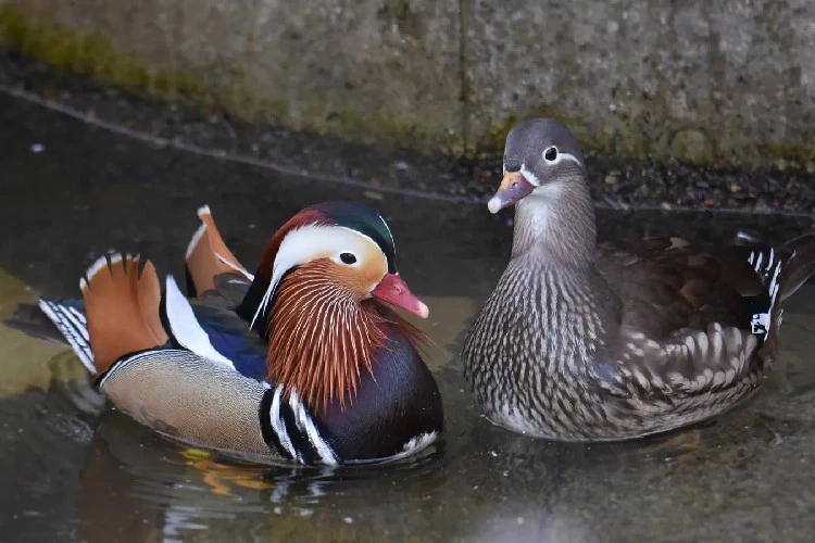 Bebek Mandarin