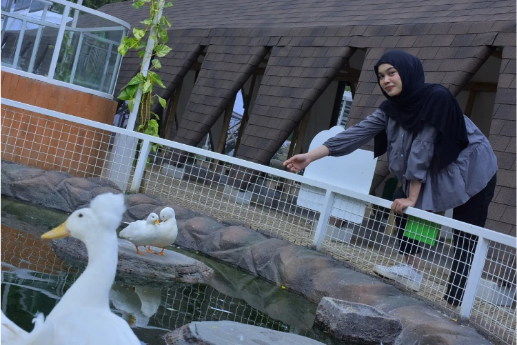 Bebek Putih Jambul