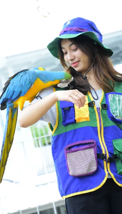 Blu Gold Macaw