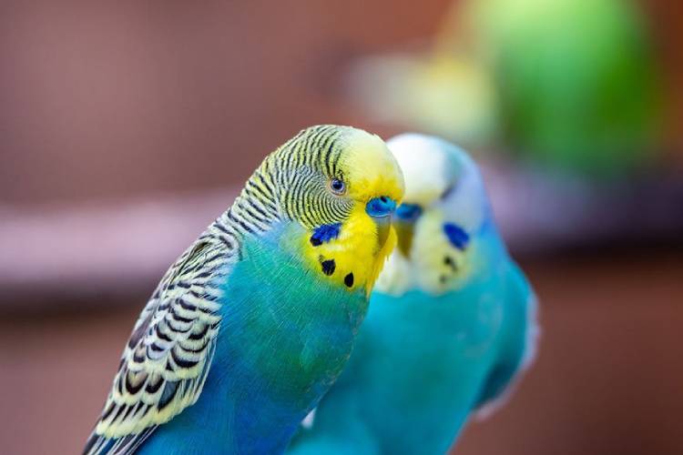 Budgie Budgerigar