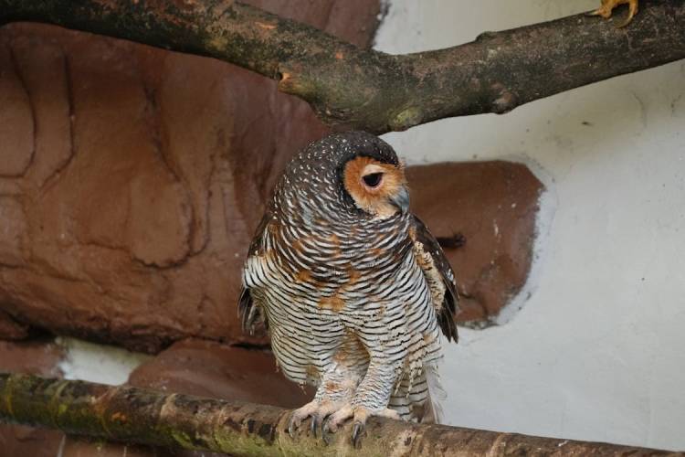 Burung Hantu Strix