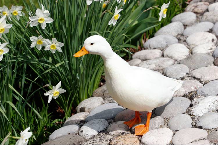 Call Duck