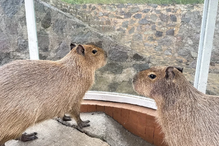 Capybara