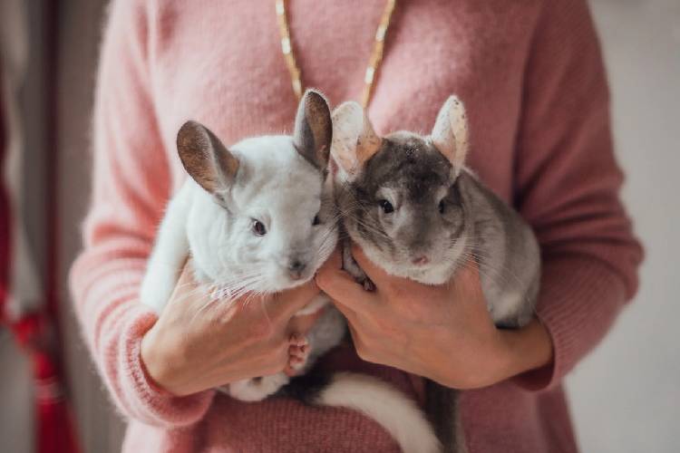 Chinchilla