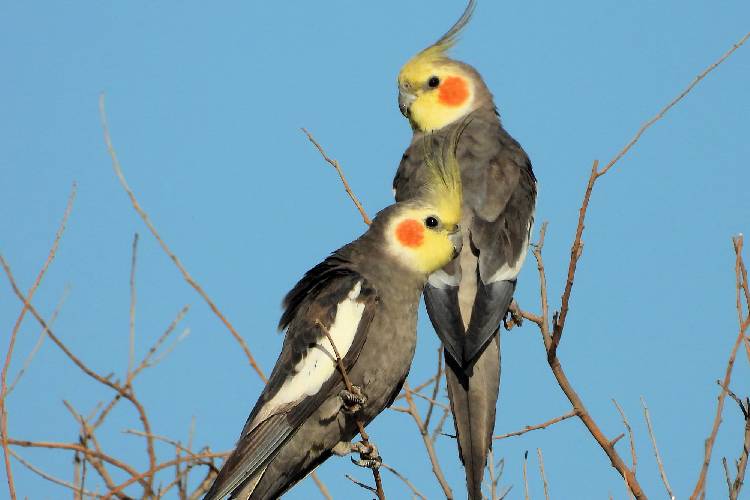 Cockatiel