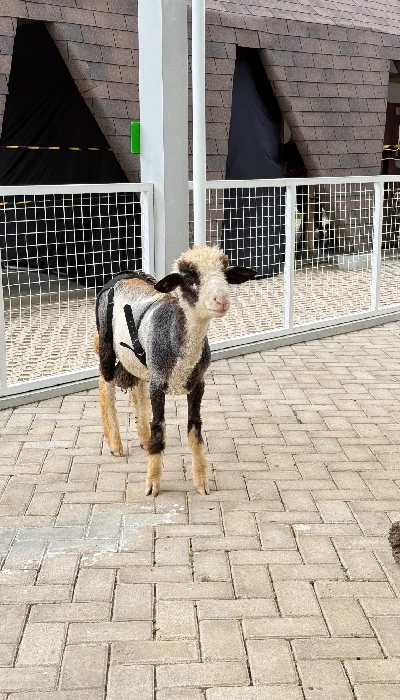 Domba Merino