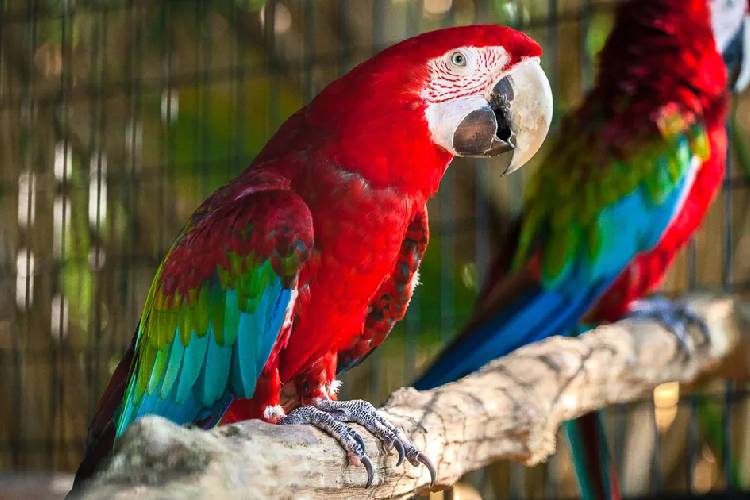 Green Winged Macaw