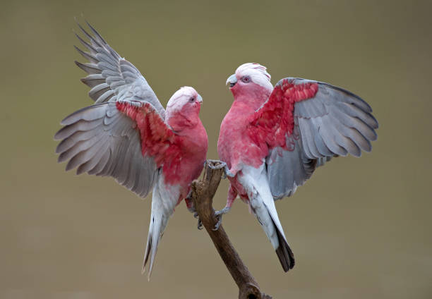 Kakatua Galah