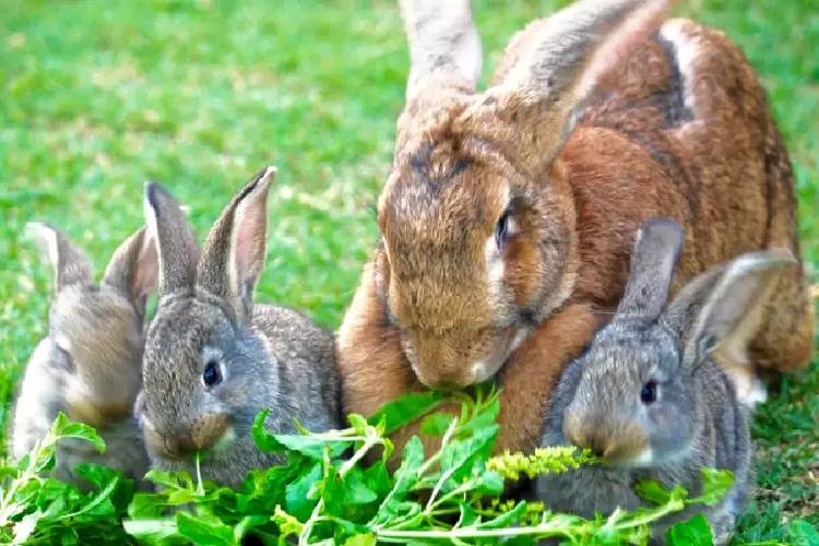 Kelinci Flemish Giant