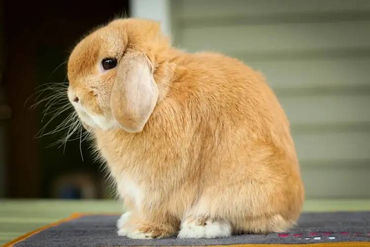 Kelinci Holland Lop
