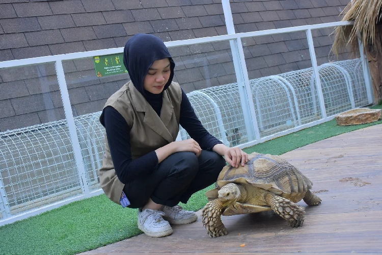 Kura-kura Sulcata