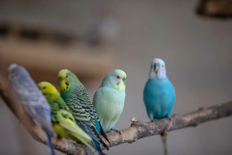 Lovebird