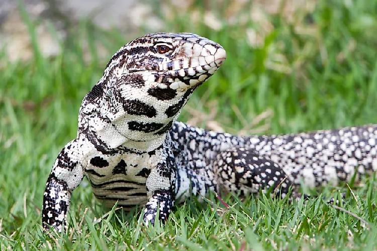 Tegu Argentina